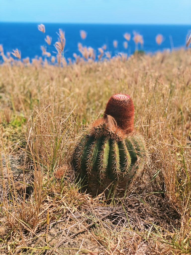 Beautiful Tête à l'Anglais Cactus on Île Fourchue