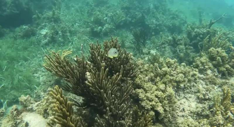 Angelfish over a coral formation at Creole Rock