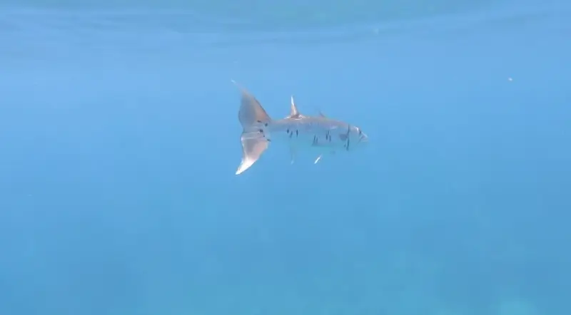 Barracuda on the open waters surrounding Ile Fourchue