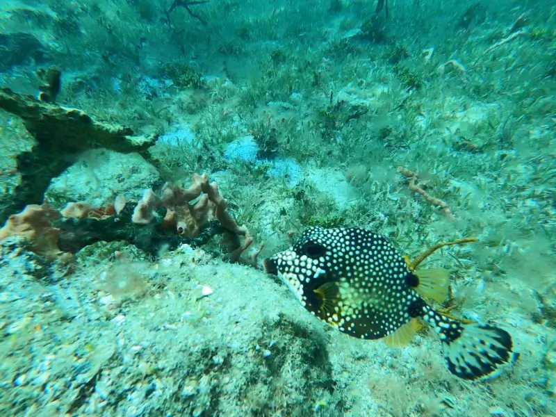 Cofferfish, from the same family as the cute pufferfish