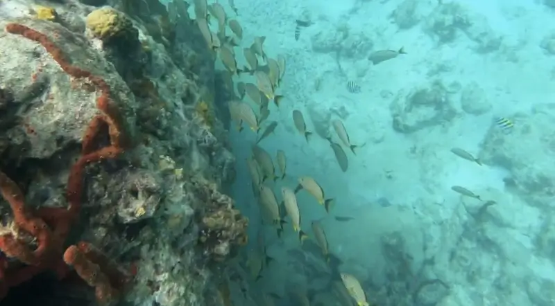 School of fish near Creole Rock during on of our snorkeling excursions