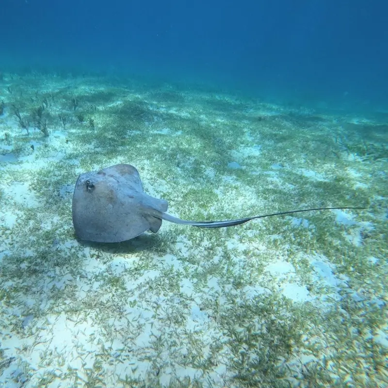 Stingray in the waters of Tintamarre island